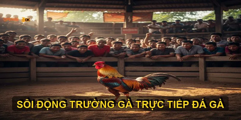 Xem trực tiếp đá gà tại OPEN88 với chất lượng cao, cược an toàn 1 Các trường gà và giải đấu trực tiếp đá gà nổi tiếng nhất