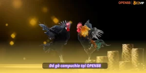 đá gà cựa sắt campuchia