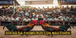Đá gà Thomo