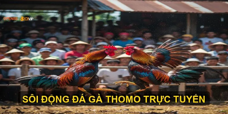 Open88 cập nhật lịch thi đấu và xem đá gà thomo uy tín 1 Hướng dẫn chi tiết cách xem trực tiếp đá gà Thomo hôm nay