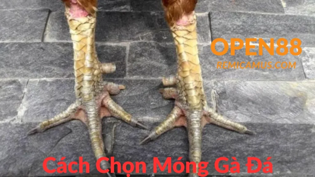 Cách chọn móng gà đá chuẩn xác 1 Cách chọn móng gà đá - open88