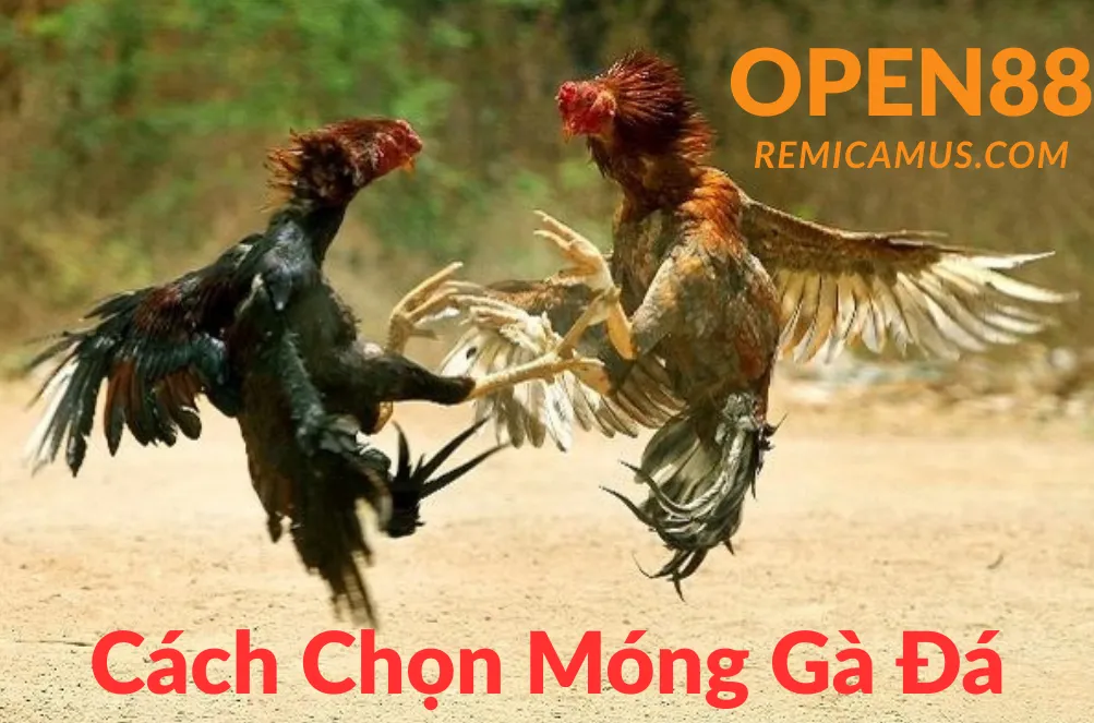 Cách chọn móng gà đá chuẩn xác 2 Cách chọn móng gà đá