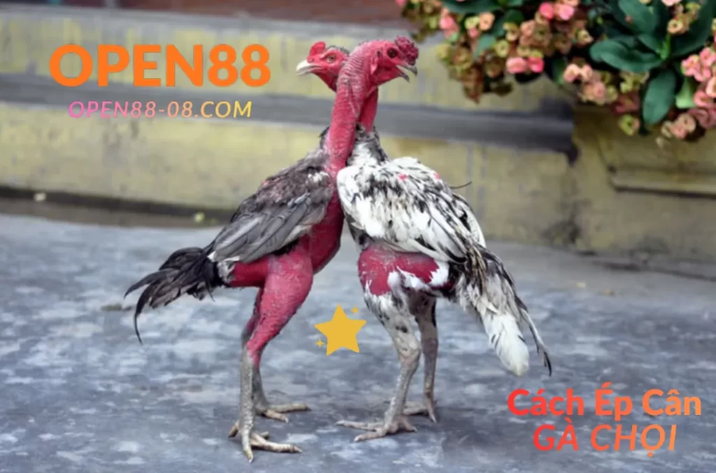 Cách ép cân gà chọi Open88