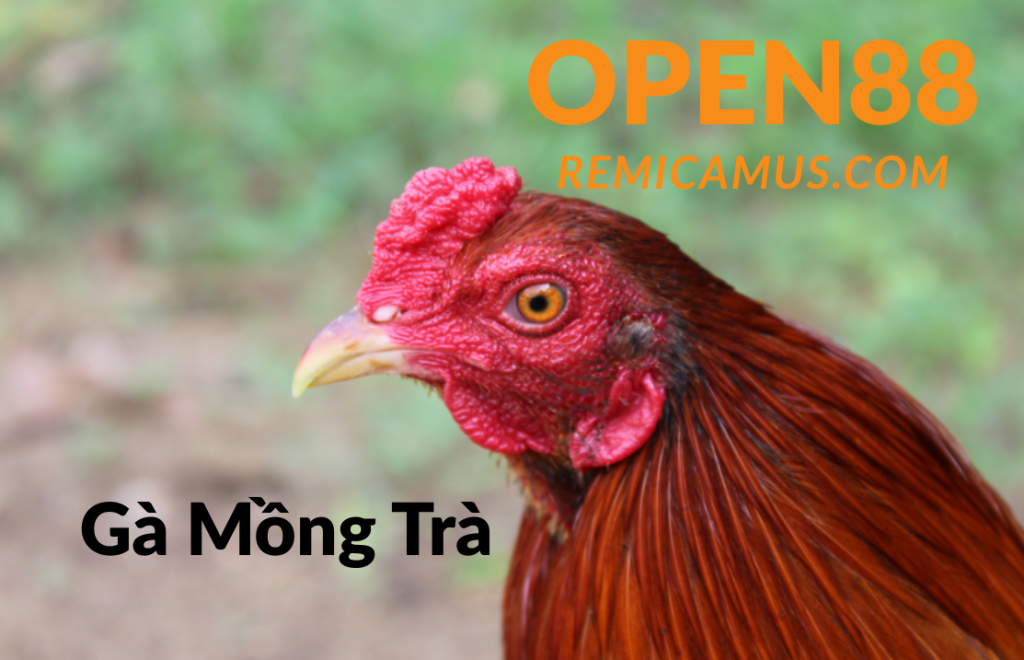 Gà mồng trà là gì? Đặc điểm, cách nuôi và giá trị của gà mồng trà 1 Gà mồng trà - open88