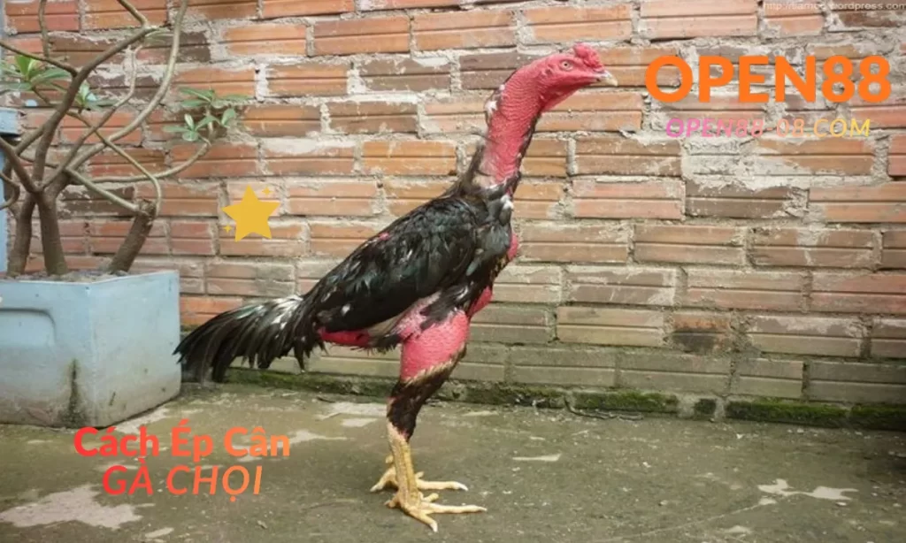 OPEN88 Cách ép cân gà chọi