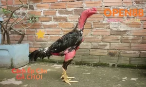 OPEN88 Cách ép cân gà chọi